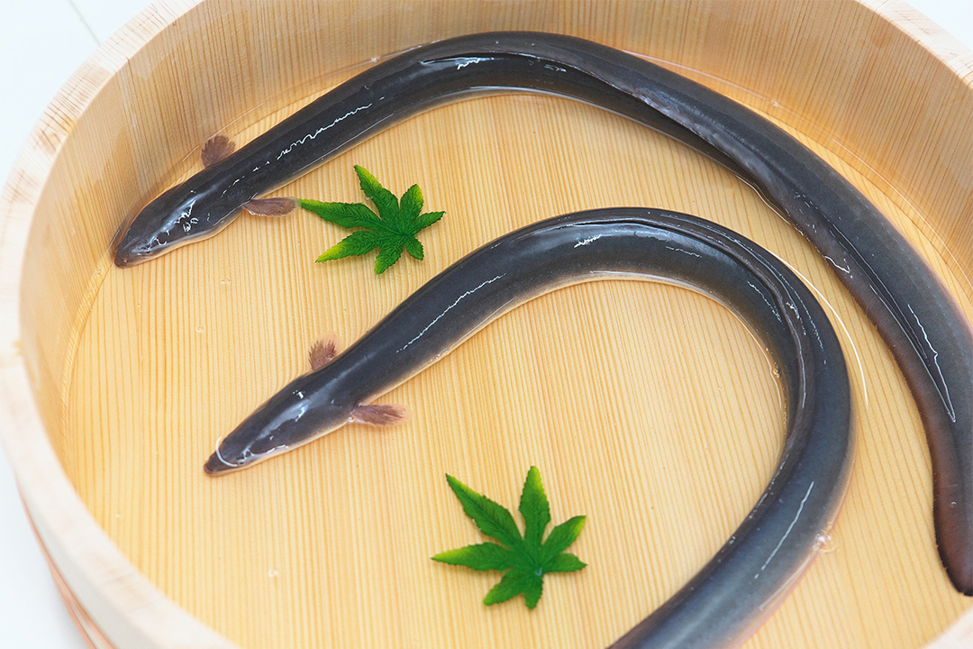 新鮮な大隅うなぎのうなぎ