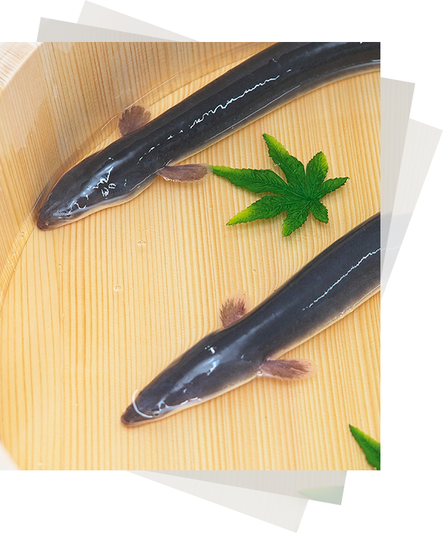 新鮮な大隅うなぎのうなぎ